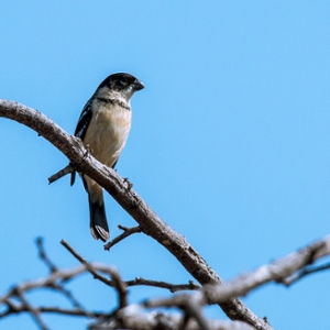 Birding Class at TAMIU